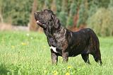 FILA BRASILEIRO 054